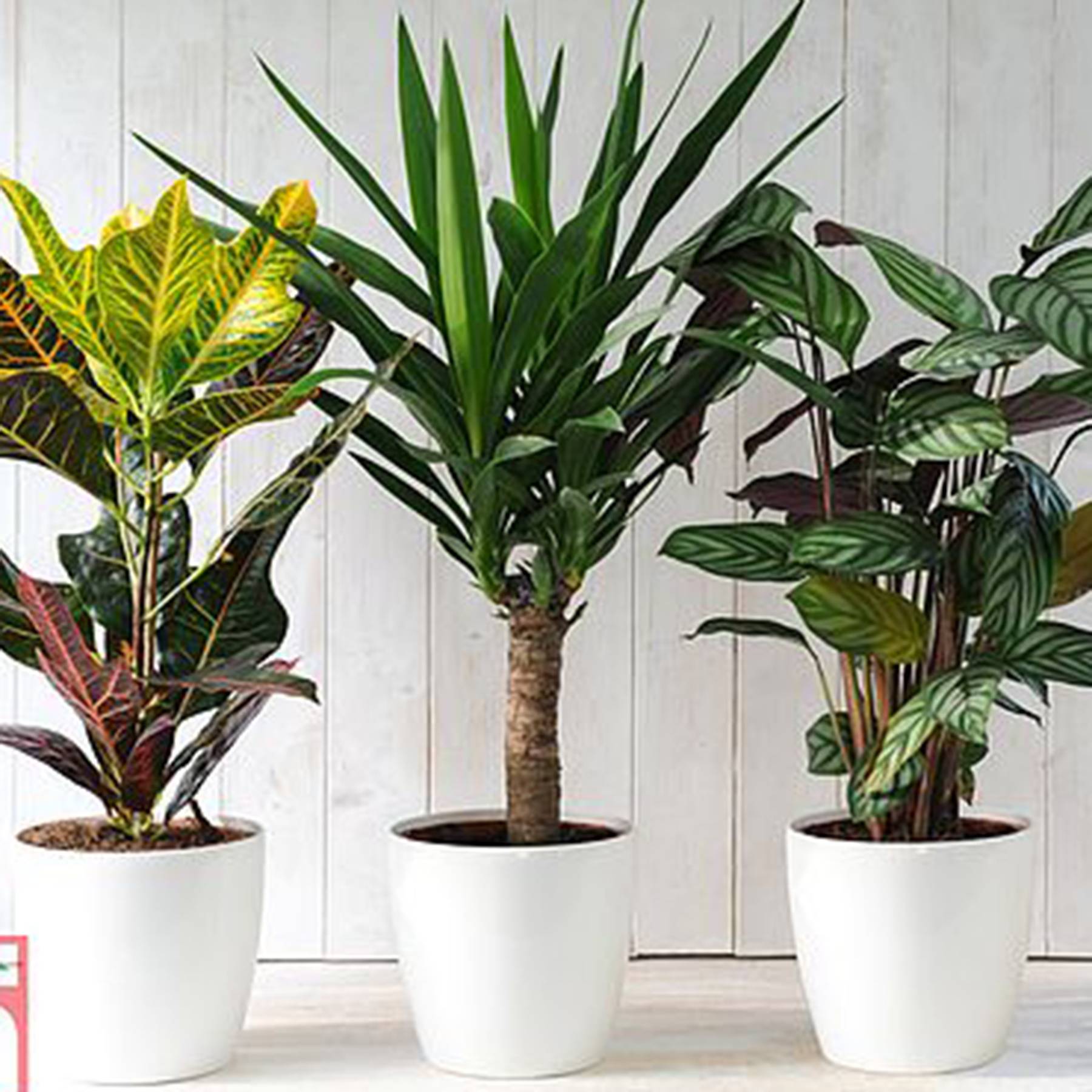 25 Best Indoor Plants LowMaintenance House Plants for Your Home