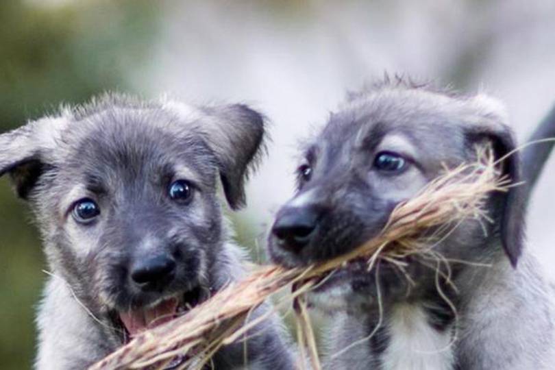Identical twin puppies discovered by scientists in South Africa ...