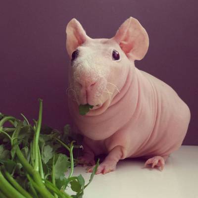 Hairless guinea pig named Ludwik - Plus the best Instagram pets