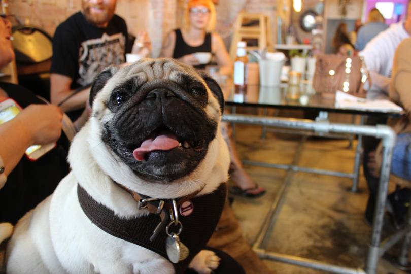 A pug cafe is coming to London & we might just burst with excitement