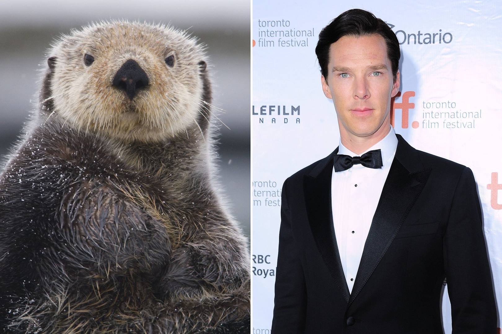 Benedict Cumberbatch Otter Graham Norton Show