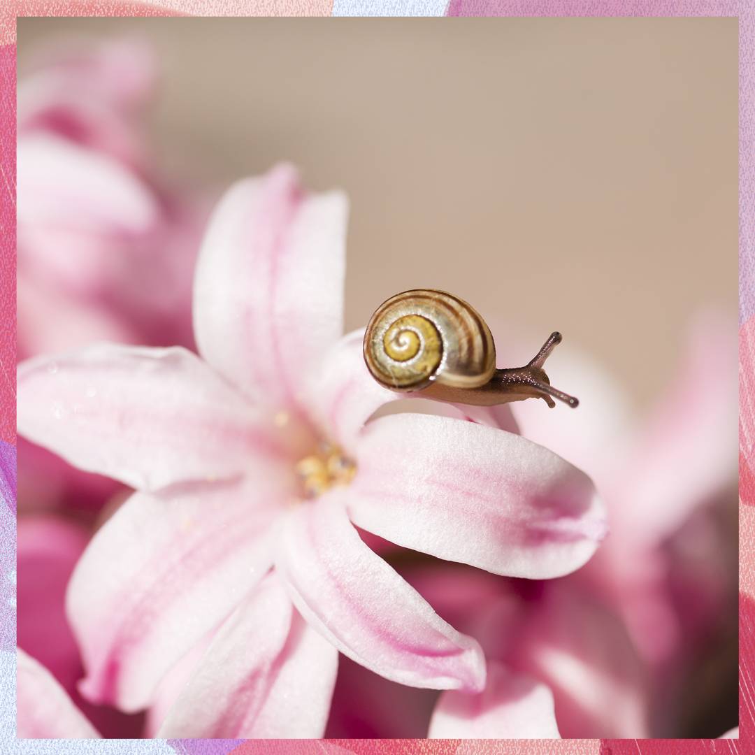 Image: Snails are being farmed for their slime in Thailand because the ingredient apparently gives you incredible skin