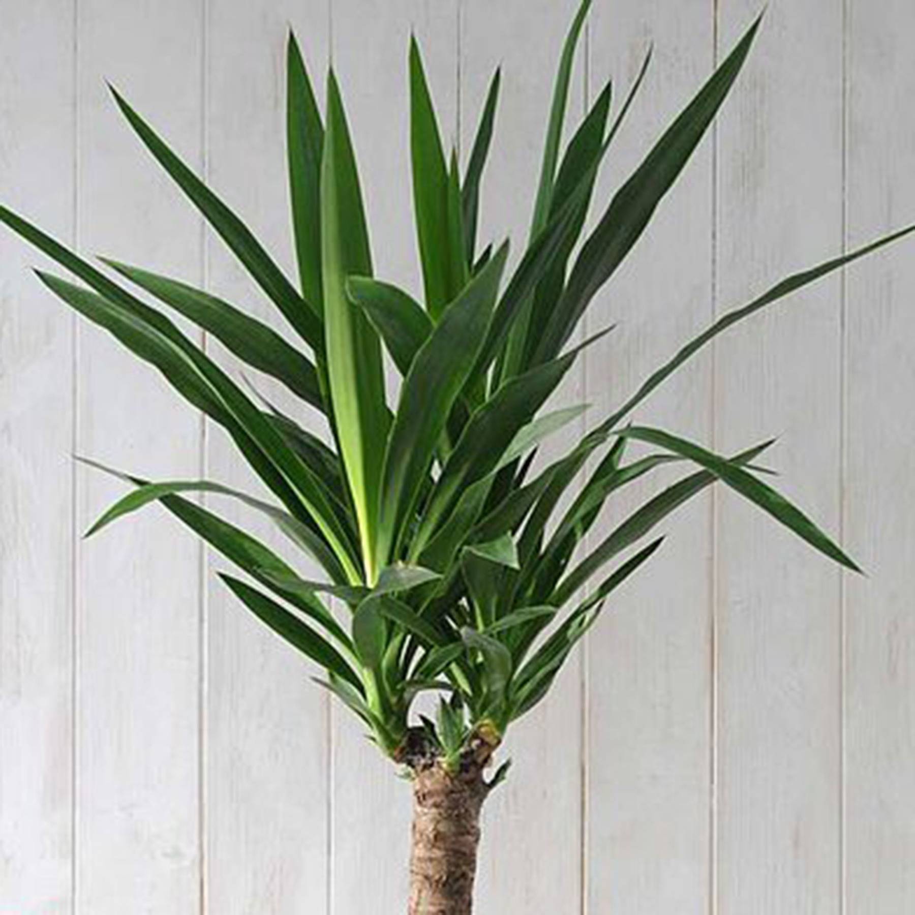 top-ten-house-plants-uk-gwerh