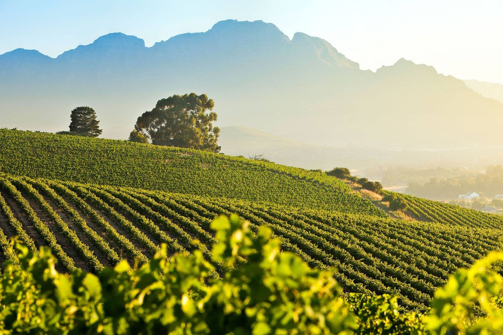 stellenbosch wine tour prices