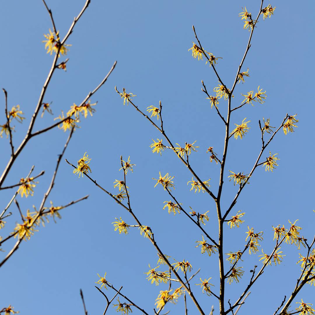 Image: Witch hazel is the ultimate skincare ingredient for both sensitive and acne-prone skin