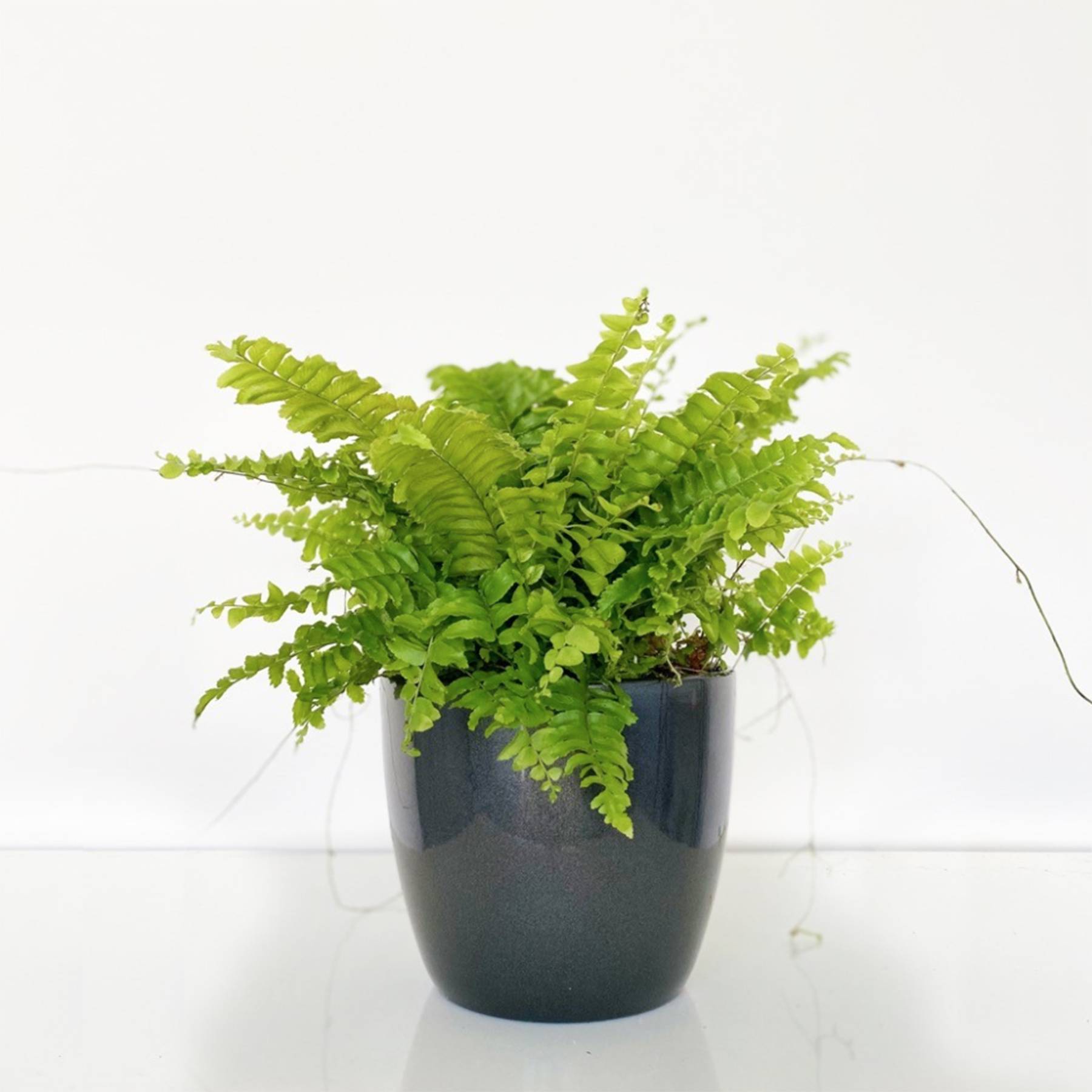 25 Best Indoor Plants LowMaintenance House Plants for Your Home