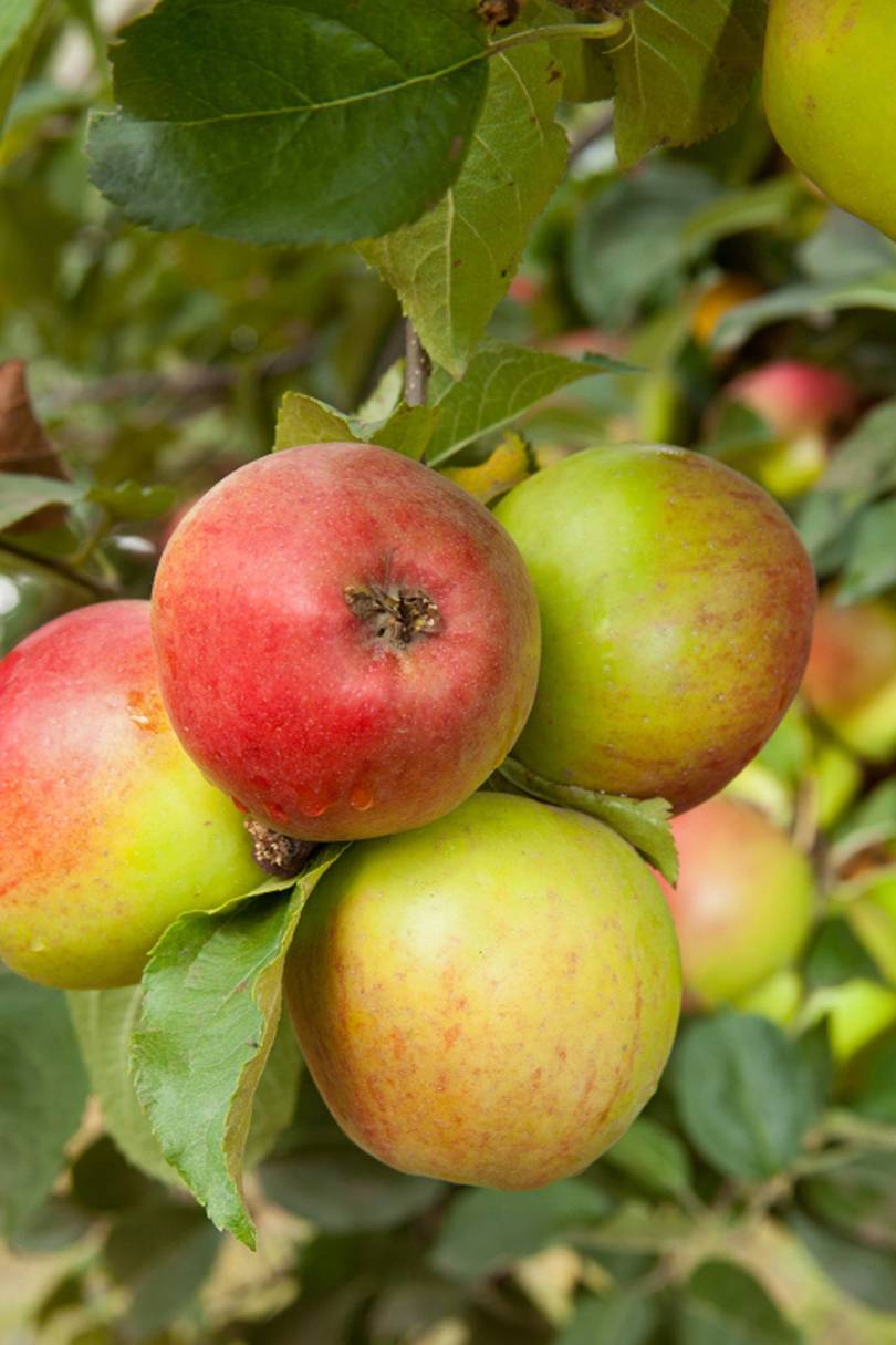 Hangover Cures That Work Detox Food & Drinks Glamour UK